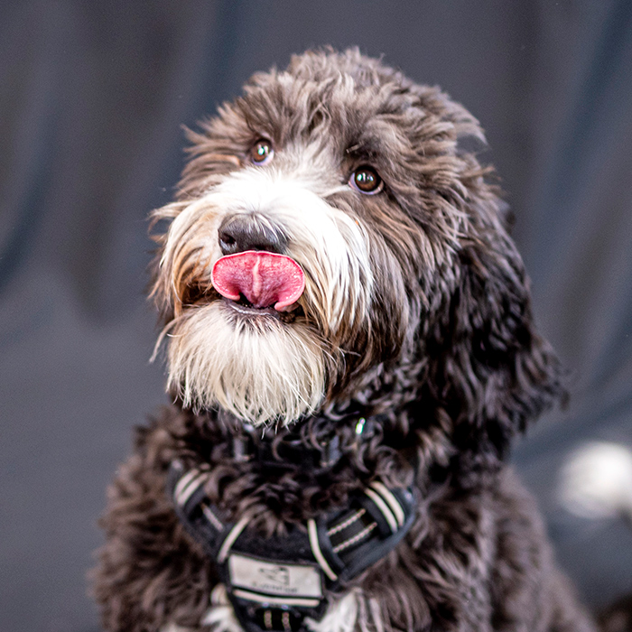 Olwen the Therapy Dog