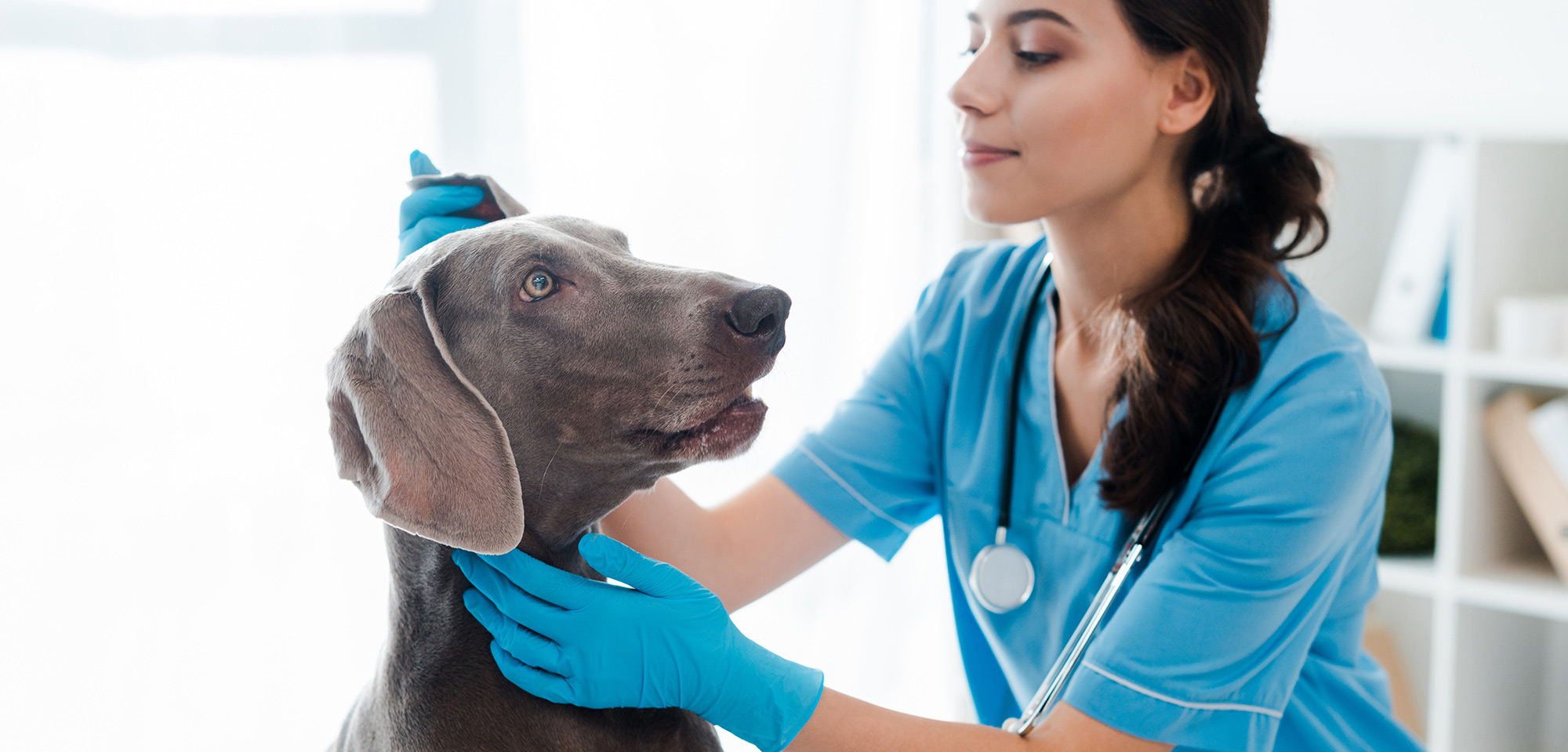 veterinarian tending to a dog